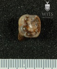 STW 492 Australopithecus africanus LLM1 occlusal