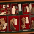 STW 498 Australopithecus africanus associated cranial material tray
