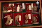 STW 498 Australopithecus africanus associated cranial material tray