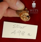 STW 498a Australopithecus africanus URM3 occlusal