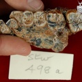 STW 498a Australopithecus africanus partial left maxilla inferior
