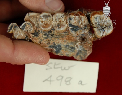 STW 498a Australopithecus africanus partial left maxilla inferior