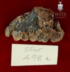 STW 498a Australopithecus africanus partial left maxilla lateral