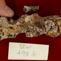 STW_498b_Australopithecus_africanus_partial_right_maxilla_inferior_1.JPG
