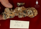 STW 498b Australopithecus africanus partial right maxilla inferior 1