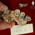 STW 498b Australopithecus africanus partial right maxilla inferior 2