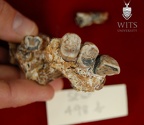 STW 498b Australopithecus africanus partial right maxilla inferior 2