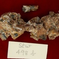 STW 498b Australopithecus africanus partial right maxilla lateral