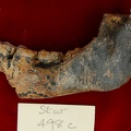 STW 498c Australopithecus africanus partial mandible lateral
