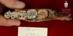 STW 498c Australopithecus africanus partial mandible superior
