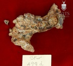 STW 498d Australopithecus africanus partial mandible superior 1