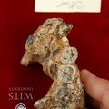 STW 498d Australopithecus africanus partial mandible superior 2