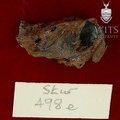 STW 498e Australopithecus africanus cranial fragment 1