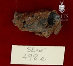 STW 498e Australopithecus africanus cranial fragment 1