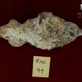 STW 49 Australopithecus africanus partial left maxilla inferior