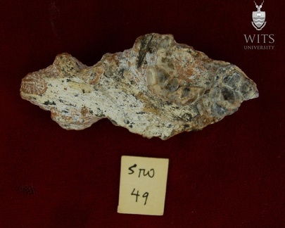STW 49 Australopithecus africanus partial left maxilla inferior