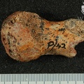 STW 501 Australopithecus africanus FEML 1