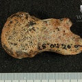 STW 501 Australopithecus africanus FEML 2
