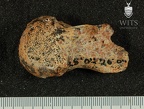STW 501 Australopithecus africanus FEML 2