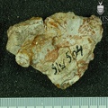 STW_504_Australopithecus_africanus_cranial_fragment_1.JPG