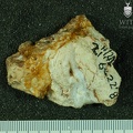 STW_504_Australopithecus_africanus_cranial_fragment_2.JPG