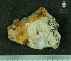 STW 504 Australopithecus africanus cranial fragment 2