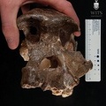 STW 505 Australopithecus africanus cranium anterior