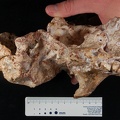 STW_505_Australopithecus_africanus_cranium_inferior.JPG