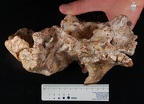 STW 505 Australopithecus africanus cranium inferior