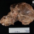 STW_505_Australopithecus_africanus_cranium_lateral.JPG