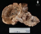 STW 505 Australopithecus africanus cranium medial