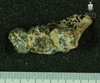 STW 509 Australopithecus africanus partial left maxilla inferior
