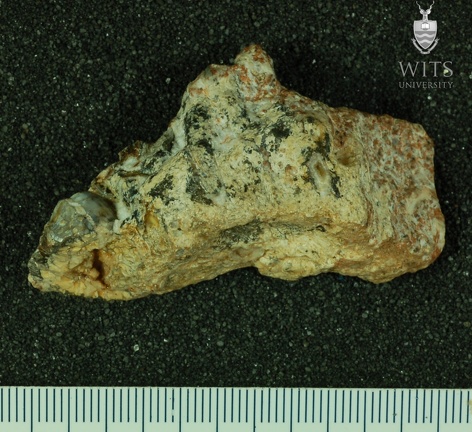 STW 509 Australopithecus africanus partial left maxilla lateral