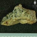 STW 509 Australopithecus africanus partial left maxilla lateral