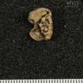 STW_50_Australopithecus_africanus_ULP4_apical.JPG