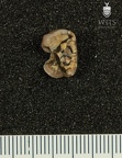 STW 50 Australopithecus africanus ULP4 apical
