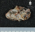 STW 510 Australopithecus africanus partial maixlla inferior