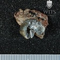 STW 511 Australopithecus africanus partial right maxilla inferior