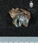 STW 511 Australopithecus africanus partial right maxilla inferior