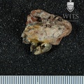STW 511 Australopithecus africanus partial right maxilla lateral