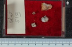 STW 513 Australopithecus africanus associated mandibular fragments tray