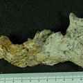 STW 513 Australopithecus africanus partial mandible lateral 1