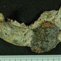STW 513 Australopithecus africanus partial mandible lateral 2