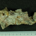 STW 513 Australopithecus africanus partial mandible medial 1