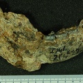 STW 513 Australopithecus africanus partial mandible medial 2