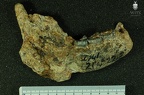 STW 513 Australopithecus africanus partial mandible medial 2