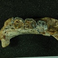 STW 513 Australopithecus africanus partial mandible superior 2