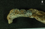 STW 513 Australopithecus africanus partial mandible superior 2