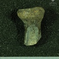 STW 516 Australopithecus africanus RADR anterior