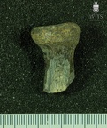 STW 516 Australopithecus africanus RADR anterior